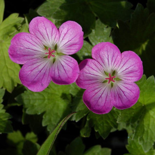 GERANIUM riversleaianum 'Mavis Simpson'