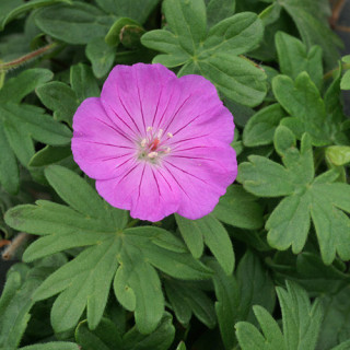 Plantes Vivaces GERANIUM sanguineum 'Compactum' - Géranium vivace en vente - Bec de Grue en vente - Pépinière Lepage .