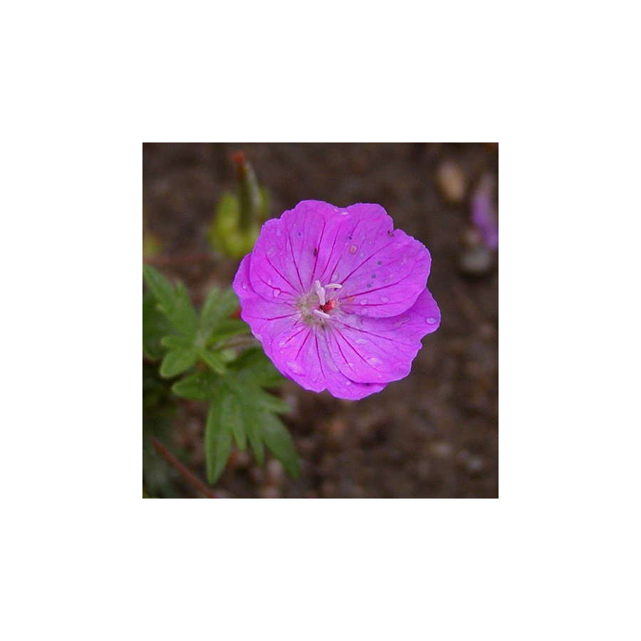 Plantes Vivaces GERANIUM sanguineum 'Inverness' - Géranium vivace en vente - Bec de Grue en vente - Pépinière Lepage .
