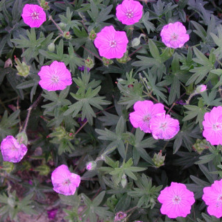 Plantes Vivaces GERANIUM sanguineum 'Inverness' - Géranium vivace en vente - Bec de Grue en vente - Pépinière Lepage .