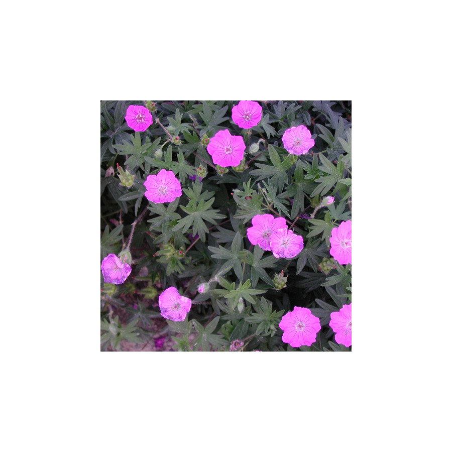 Plantes Vivaces GERANIUM sanguineum 'Inverness' - Géranium vivace en vente - Bec de Grue en vente - Pépinière Lepage .