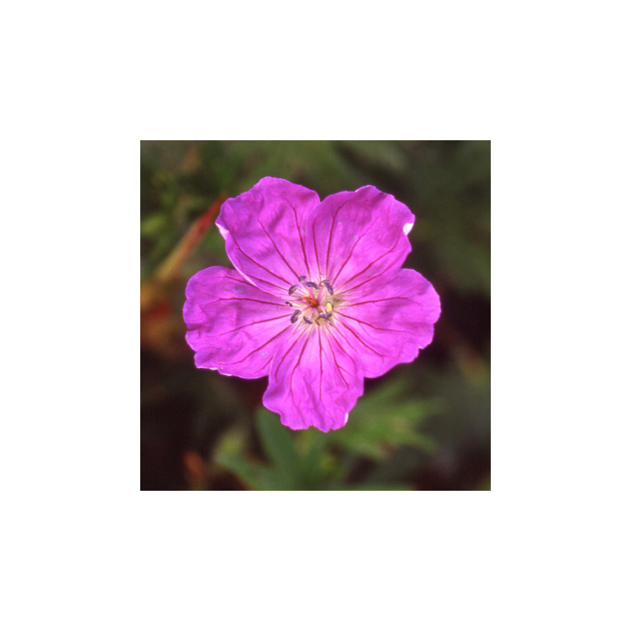 Plantes Vivaces GERANIUM sanguineum 'Vision' - Géranium vivace en vente - Bec de Grue en vente - Pépinière Lepage .
