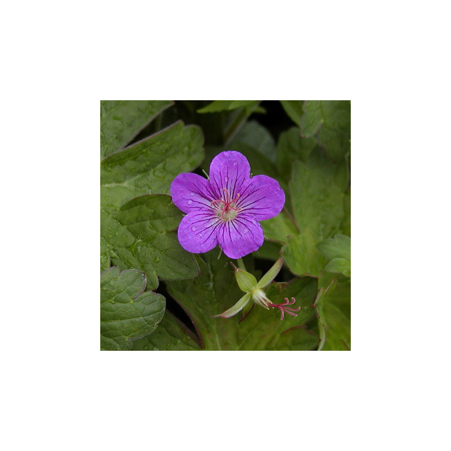 Plantes Vivaces GERANIUM wlassovianum - Géranium de Sibérie en vente - Géranium vivace en vente - Pépinière Lepage .