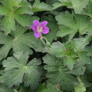 Plantes Vivaces GERANIUM wlassovianum - Géranium de Sibérie en vente - Géranium vivace en vente - Pépinière Lepage .