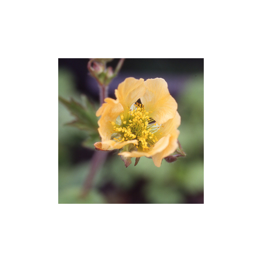 Plantes Vivaces GEUM 'Coppertone' - Benoîte en vente - Pépinière Lepage .