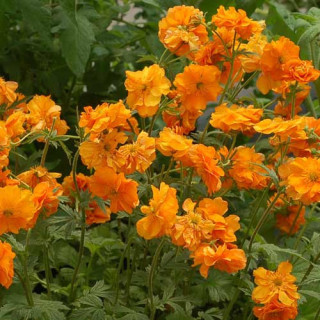 Plantes Vivaces GEUM 'Fire Storm' ® - Benoîte en vente - Pépinière Lepage .