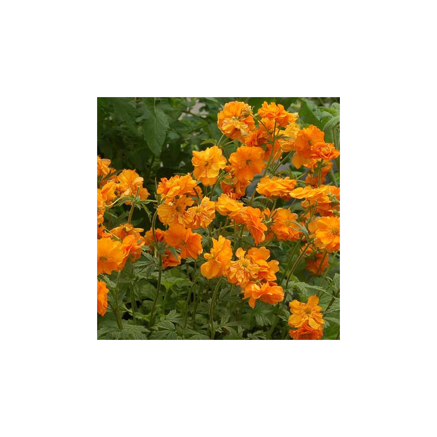 Plantes Vivaces GEUM 'Fire Storm' ® - Benoîte en vente - Pépinière Lepage .