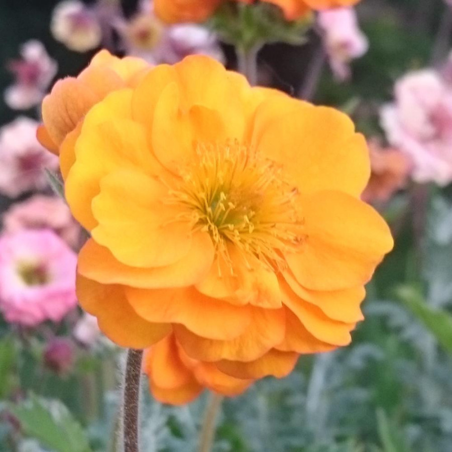 Plantes Vivaces GEUM 'Fire Storm' ® - Benoîte en vente - Pépinière Lepage .