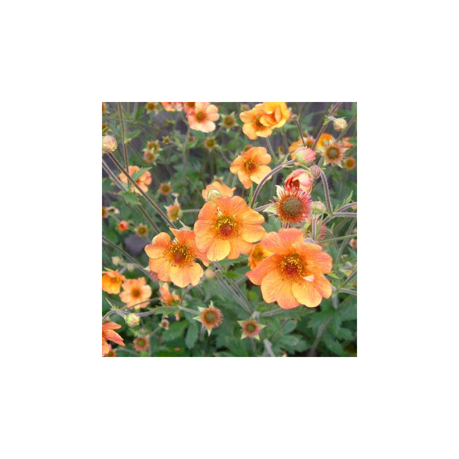 Plantes Vivaces GEUM 'Totally Tangerine' ® - Benoîte en vente - Pépinière Lepage .