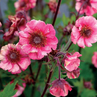 Plantes Vivaces GEUM Tempo® 'Rose' - Benoîte en vente - Pépinière Lepage .