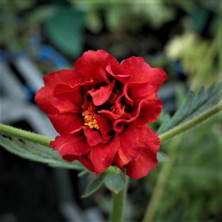 Plantes Vivaces GEUM chiloense 'Mrs Bradshaw' - Benoîte en vente - Pépinière Lepage .
