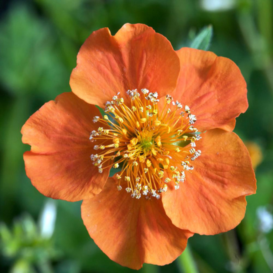 Plantes Vivaces GEUM coccineum 'Borisii' - Benoîte en vente - Pépinière Lepage .