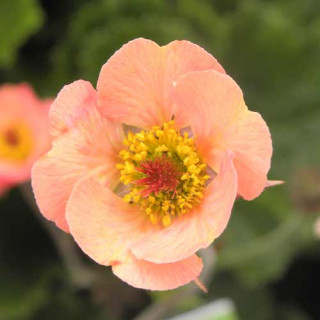 Plantes Vivaces GEUM rivale 'Mai Tai' ® - Benoîte des ruisseaux en vente - Pépinière Lepage .