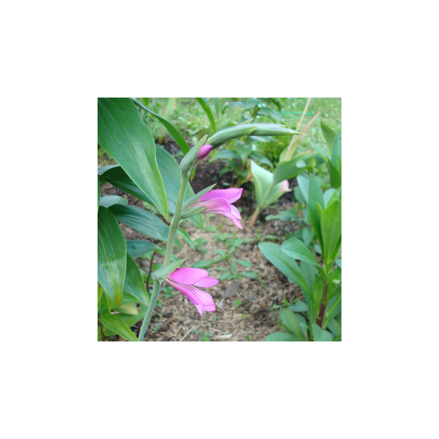 Plantes Vivaces GLADIOLUS communis ssp. byzantinus - Glaïeul de Byzance en vente - Pépinière Lepage .