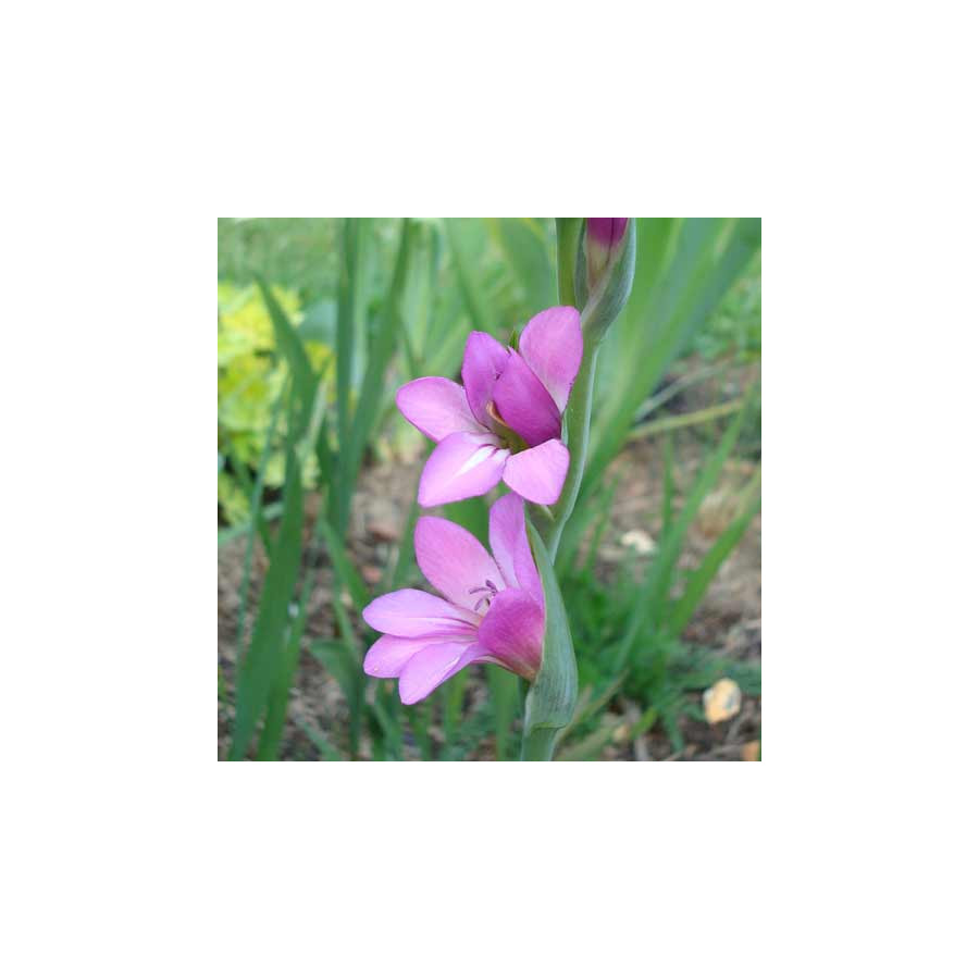 Plantes Vivaces GLADIOLUS communis ssp. byzantinus - Glaïeul de Byzance en vente - Pépinière Lepage .