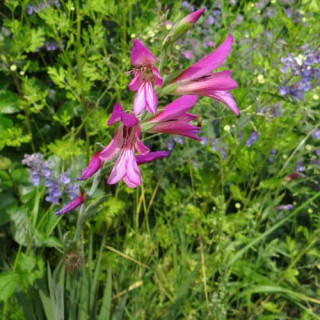 Plantes Vivaces GLADIOLUS communis ssp. byzantinus - Glaïeul de Byzance en vente - Pépinière Lepage .