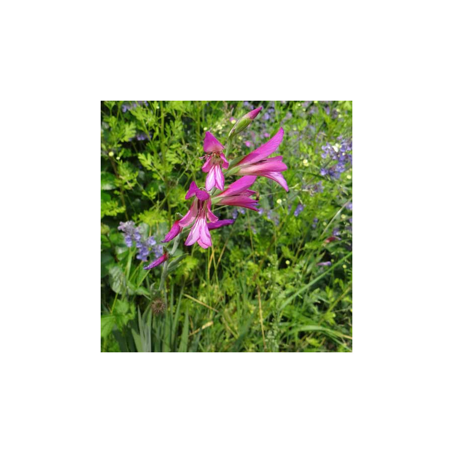 Plantes Vivaces GLADIOLUS communis ssp. byzantinus - Glaïeul de Byzance en vente - Pépinière Lepage .