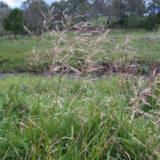 Plantes Vivaces GLYCERIA maxima en vente - Pépinière Lepage .