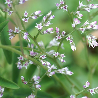 Plantes Vivaces GONIOLIMON tataricum - Statice en vente - Pépinière Lepage .