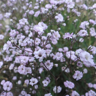 Plantes Vivaces GYPSOPHILA 'Rosenschleier' - Gypsophile en vente - Pépinière Lepage .