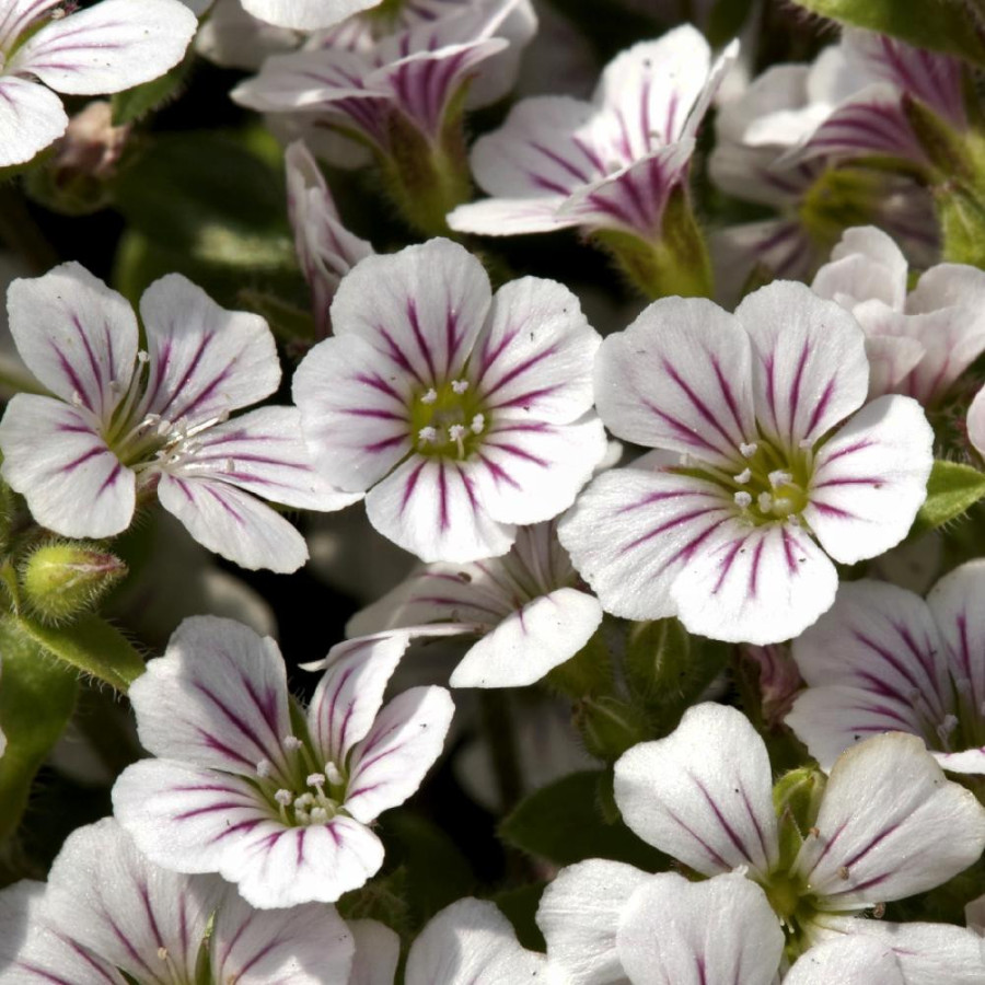 Plantes Vivaces GYPSOPHILA cerastioides - Gypsophile en coussin en vente - Pépinière Lepage .