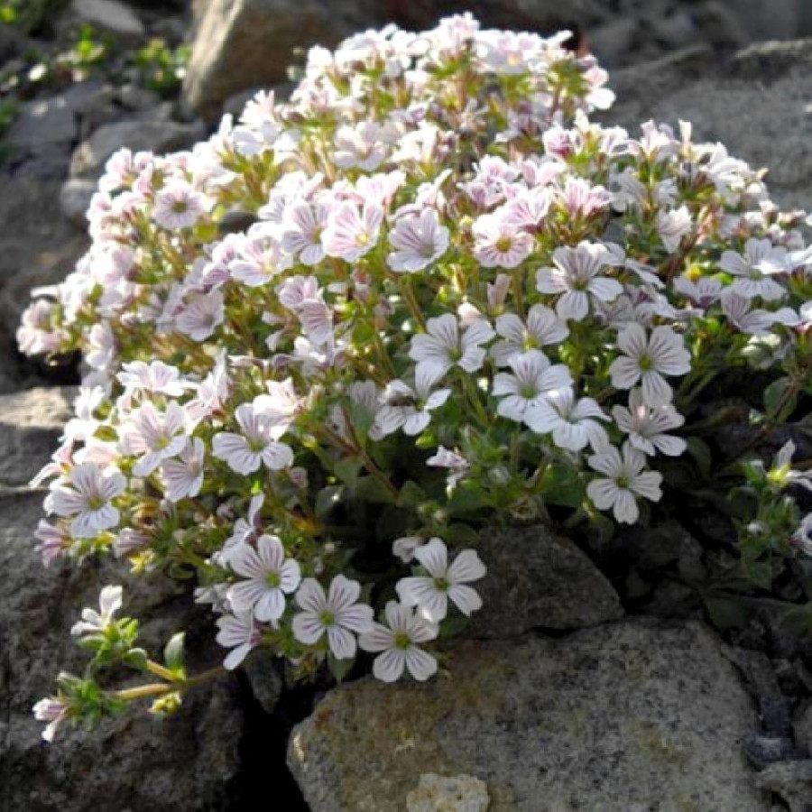 Plantes Vivaces GYPSOPHILA cerastioides - Gypsophile en coussin en vente - Pépinière Lepage .