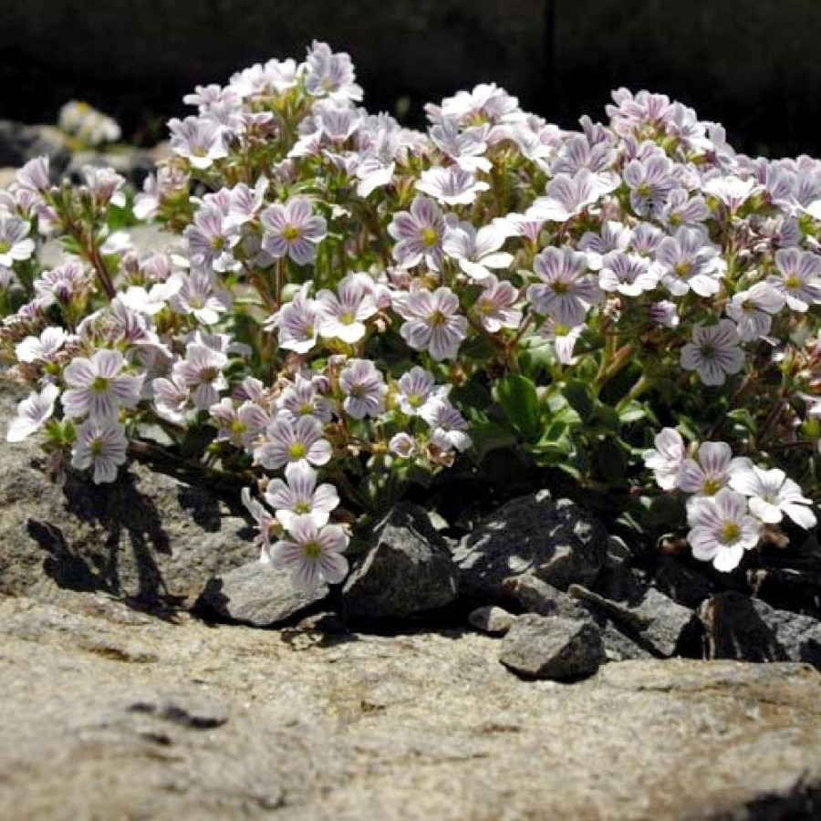 Plantes Vivaces GYPSOPHILA cerastioides - Gypsophile en coussin en vente - Pépinière Lepage .