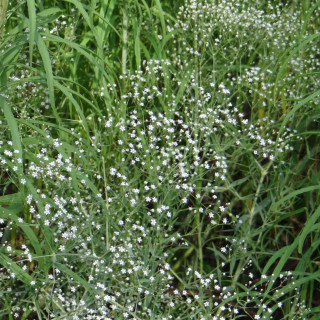 Plantes Vivaces GYPSOPHILA paniculata - Gypsophile paniculée en vente - Pépinière Lepage .