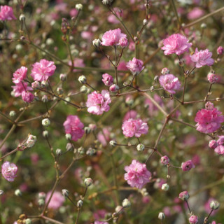Plantes Vivaces GYPSOPHILA paniculata 'Flamingo' - Gypsophile paniculée en vente - Pépinière Lepage .