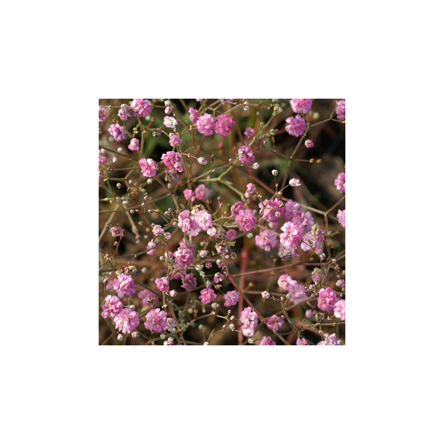 Plantes Vivaces GYPSOPHILA paniculata 'Flamingo' - Gypsophile paniculée en vente - Pépinière Lepage .
