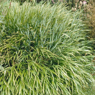 Plantes Vivaces HAKONECHLOA macra - Herbe du Japon en vente - Pépinière Lepage .