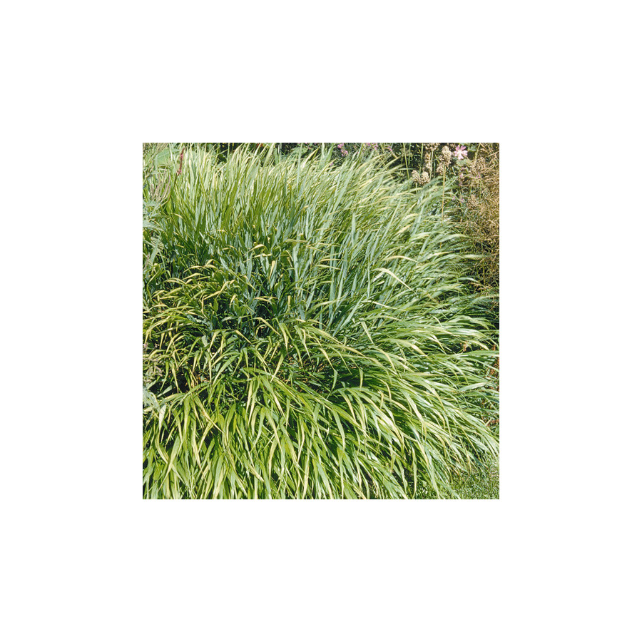 Plantes Vivaces HAKONECHLOA macra - Herbe du Japon en vente - Pépinière Lepage .