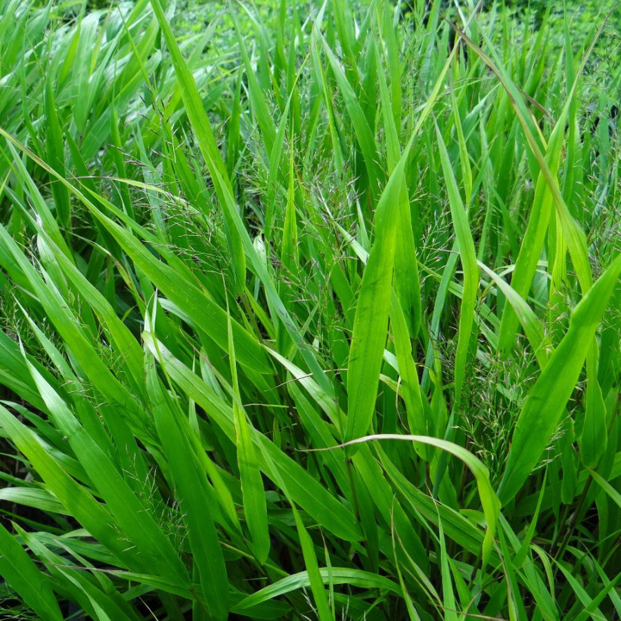 Plantes Vivaces HAKONECHLOA macra - Herbe du Japon en vente - Pépinière Lepage .