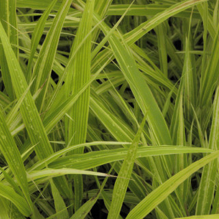 Plantes Vivaces HAKONECHLOA macra 'Albostriata' - Herbe du Japon en vente - Pépinière Lepage .