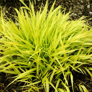 Plantes Vivaces HAKONECHLOA macra 'All Gold' - Herbe du Japon en vente - Pépinière Lepage .