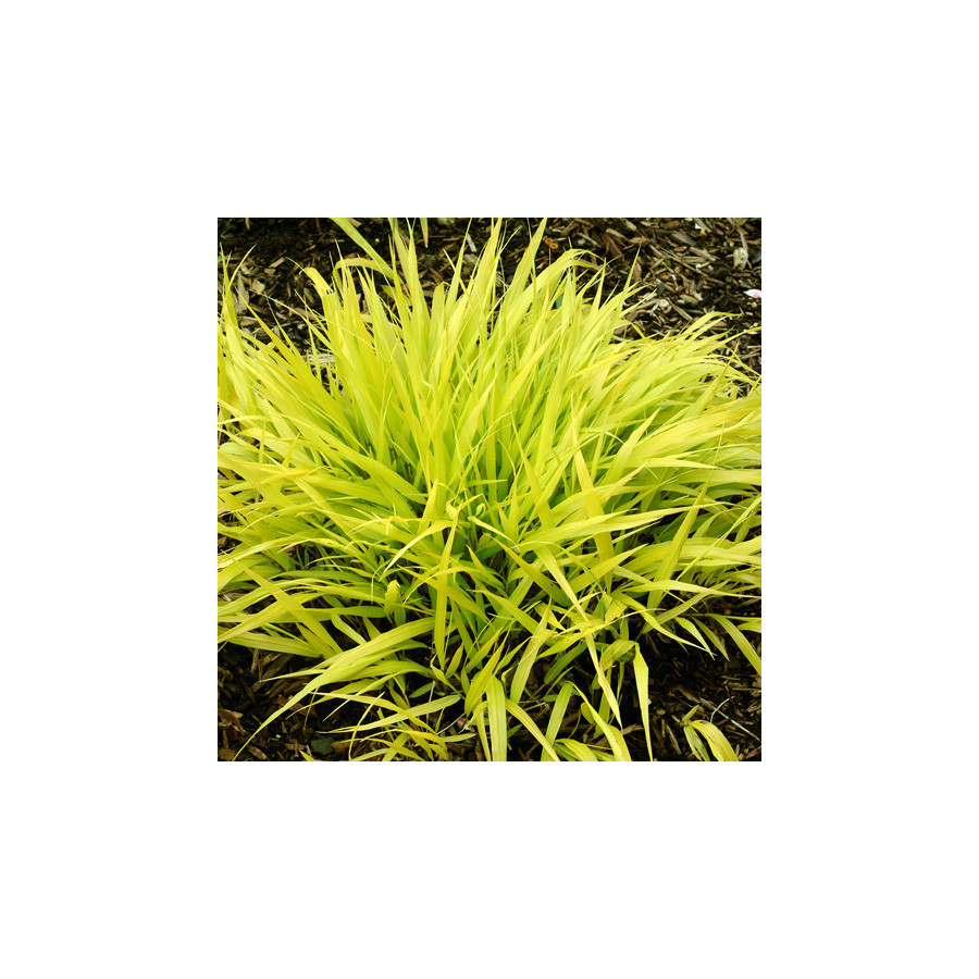 Plantes Vivaces HAKONECHLOA macra 'All Gold' - Herbe du Japon en vente - Pépinière Lepage .