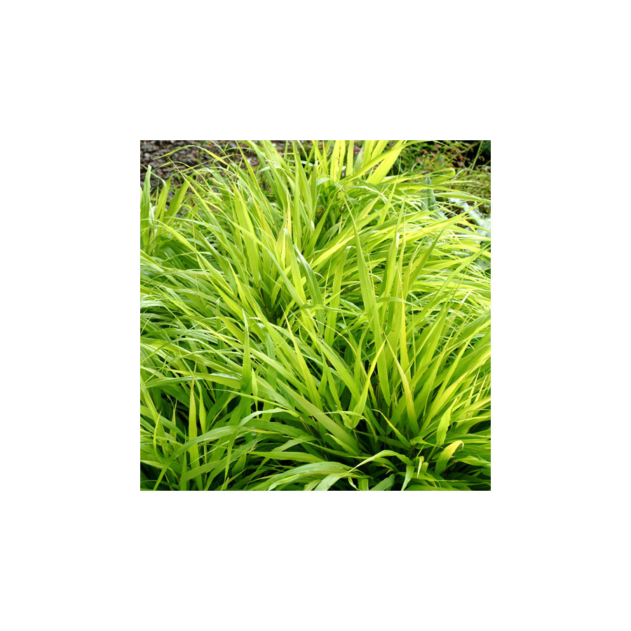 Plantes Vivaces HAKONECHLOA macra 'All Gold' - Herbe du Japon en vente - Pépinière Lepage .