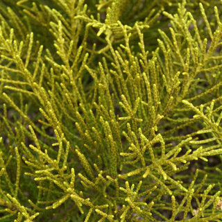 Plantes Vivaces HEBE ochracea (armstrongii) - Véronique arbustive en vente - Pépinière Lepage .