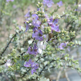 Plantes Vivaces HEBE pimeleoides 'Quicksilver' - Véronique arbustive en vente - Pépinière Lepage .