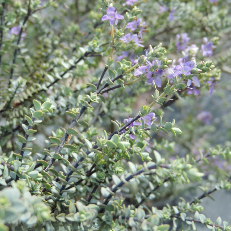 Plantes Vivaces HEBE pimeleoides 'Quicksilver' - Véronique arbustive en vente - Pépinière Lepage .