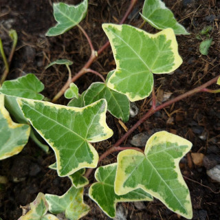 Plantes Vivaces HEDERA helix 'Goldchild' - Lierre en vente - Pépinière Lepage .