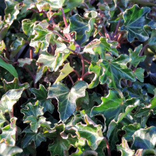 HEDERA helix 'Ivalace'