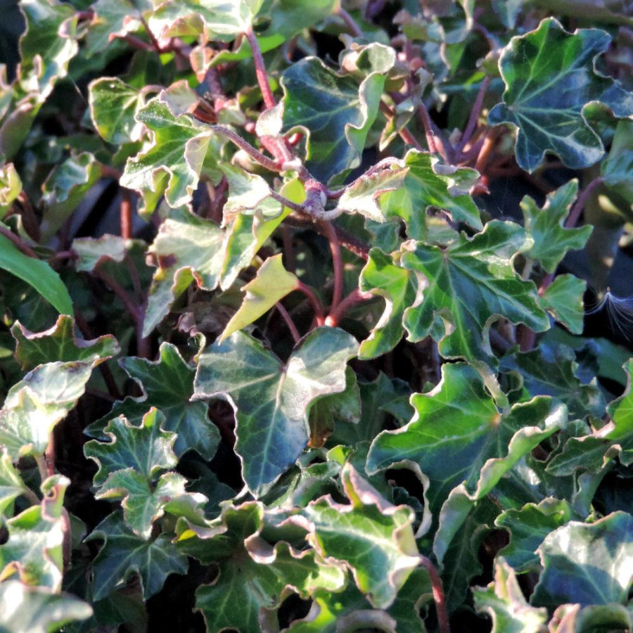 Plantes Vivaces HEDERA helix 'Ivalace' - Lierre en vente - Pépinière Lepage .