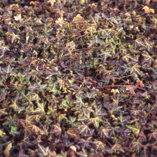 Plantes Vivaces HEDERA helix 'Sagittifolia' - Lierre en vente - Pépinière Lepage .