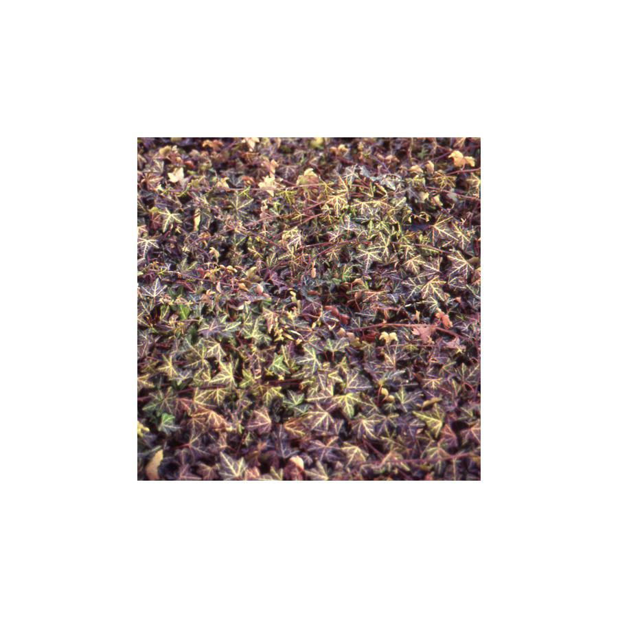 Plantes Vivaces HEDERA helix 'Sagittifolia' - Lierre en vente - Pépinière Lepage .