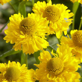 Plantes Vivaces HELENIUM 'Double Trouble' ® - Hélénie en vente - Pépinière Lepage .