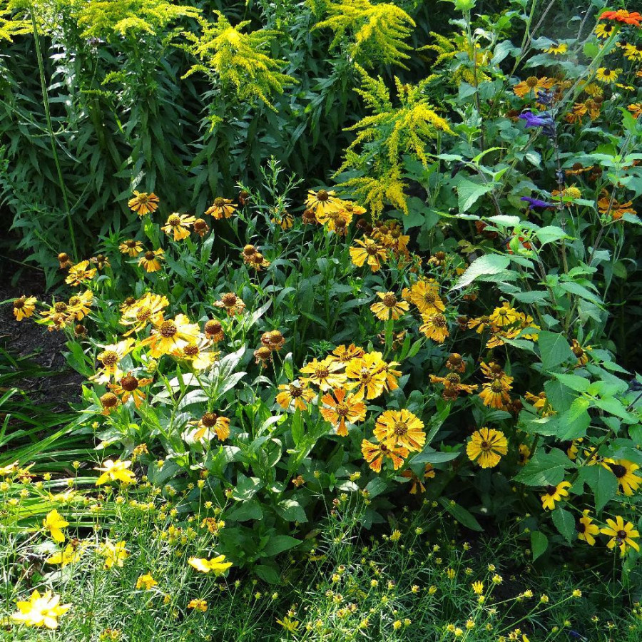 Plantes Vivaces HELENIUM 'Flamenco' en vente - Pépinière Lepage .