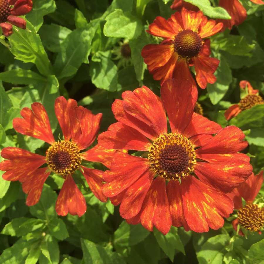 Plantes Vivaces HELENIUM 'Indianersommer' - Hélénie en vente - Pépinière Lepage .