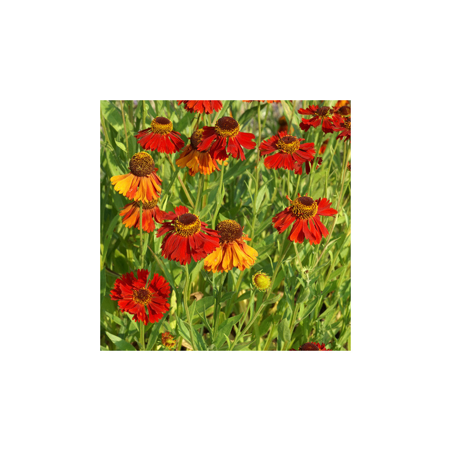 Plantes Vivaces HELENIUM 'Moerheim Beauty' - Hélénie en vente - Pépinière Lepage .