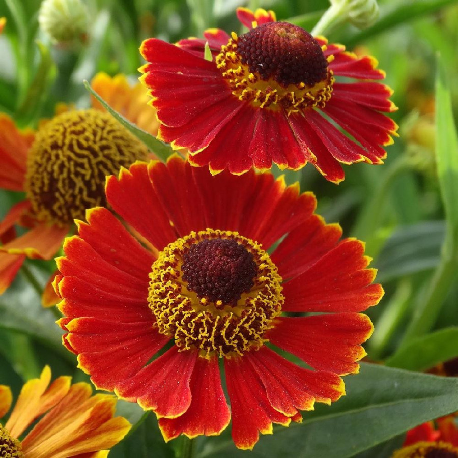 Plantes Vivaces HELENIUM 'Poncho' ® - Hélénie en vente - Pépinière Lepage .